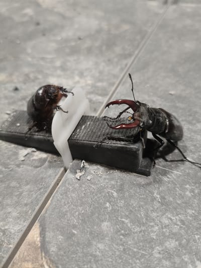 In Grinăuți, Moldova, two beetles are positioned on a dark grey object with a white plastic wedge supporting it. The beetle on the left is darker and smaller, while the beetle on the right is larger and has prominent red mandibles. Both beetles are on a tiled surface, with visible grout lines between the tiles. The lighting suggests an indoor setting, possibly a floor.