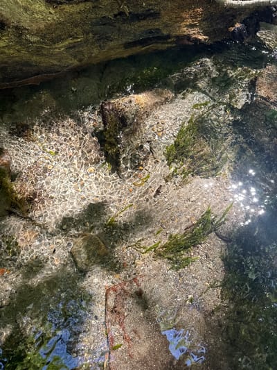 This image depicts a close-up view of the Verzasca River in Verzasca, Switzerland. The riverbed is composed of sand, small pebbles, and larger stones, with patches of submerged green aquatic plants. Sunlight filters through the clear water, creating shimmering patterns on the riverbed. A weathered, dark, tree trunk or log lies partially submerged along the upper left edge of the frame, casting a shadow into the water. The water itself appears shallow and flowing gently, with reflections of the surrounding environment visible on its surface. No people or animals are present in the frame. The scene is natural and serene, typical of a mountain river.