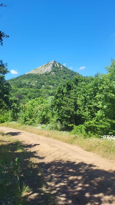 A dirt road winds through a lush green forest, leading towards a rocky mountain peak under a clear blue sky. The mountain is covered in dense vegetation, with some exposed rock faces at its summit. The road is dappled with the shadows of trees, and wildflowers dot the grassy edges. The scene evokes a sense of natural beauty and tranquility. The location is the area surrounding the city of Bilka, Bulgaria.
