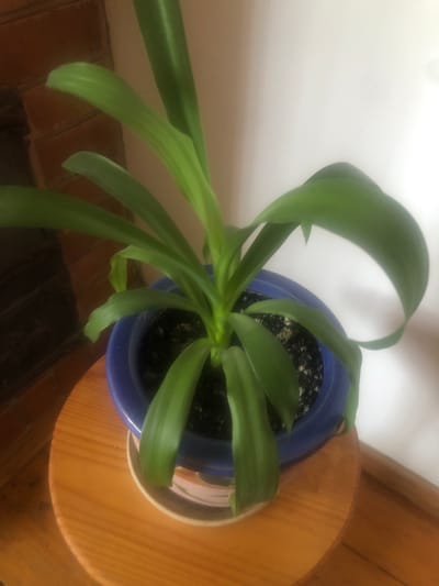 In Luka-Meleshkivska, Ukraine, a close-up, overhead shot captures a potted plant with long, green, strap-like leaves. The plant is housed in a vibrant blue ceramic pot, which rests on a light brown, circular wooden stand. The stand is positioned on a wooden floor. In the background, a light-colored wall is visible, and to the left, a portion of a brick wall is present. The lighting in the scene is soft, creating subtle shadows and highlighting the texture of the plant's leaves and the wood grain of the stand.