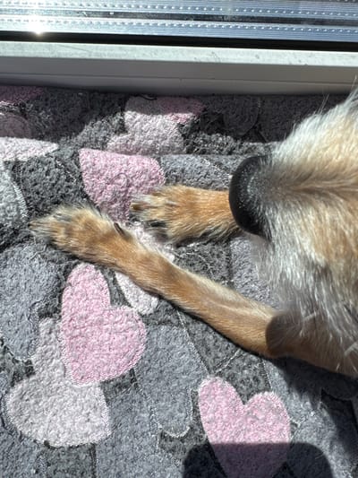 An extreme close-up shot shows a dog's paw and nose resting on a soft blanket with a heart pattern. The blanket is gray and pink and appears to be made of a fuzzy material. The dog's fur is light brown and white. The scene is illuminated by bright sunlight, suggesting it is daytime. The image is cropped tightly, focusing on the texture of the blanket and the details of the dog's paw and nose. The setting is indoors, likely near a window, as indicated by the bright light and the top edge of a window frame visible in the background. There are no discernible elements that place this image specifically in Vlasikha, Russia; the description is based solely on the visual content of the photograph.