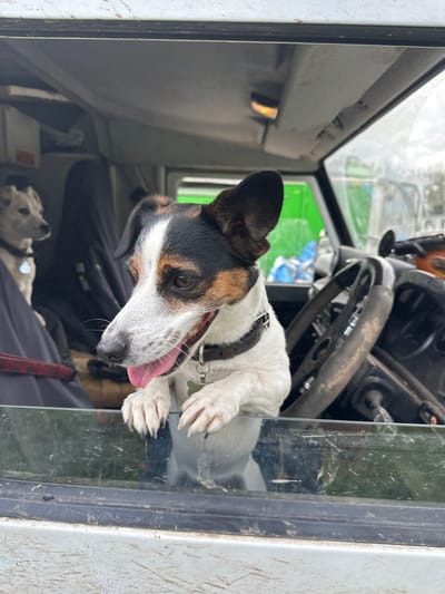 A tri-color Jack Russell Terrier type dog is positioned with its front paws resting on the lower frame of an open vehicle window, extending its head and upper torso outside the vehicle. The dog wears a dark brown collar with a silver, bone-shaped identification tag. Its mouth is slightly open, revealing its tongue. In the background, inside the vehicle, a second, lighter-colored dog with a silver collar tag is partially visible, seated and facing to the left. The vehicle's interior features a worn, black steering wheel on the right side, indicating a right-hand drive vehicle. The headliner is grey, and dark fabric objects are present in the rear passenger area. The exterior body panel of the vehicle visible below the window is light grey and covered extensively with dirt and mud. The window glass also displays dirt streaks. Through the vehicle's windows, a bright green object is visible in the background, suggesting an outdoor, possibly rural, setting under an overcast sky. This scene is located in Wylye, United Kingdom.