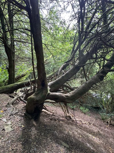 In the townland of Ballycomer, within the town of Castlecomer, County Kilkenny, Ireland, an image captures a dense, wooded area. The central focus is a gnarled, ancient tree with a thick, textured trunk that splits into numerous thick, twisting branches. Several of these branches lie horizontally, some appearing to be fallen logs covered in moss, while others extend outwards like arms. The ground is covered in a mix of dark soil, fallen leaves, and scattered stones. The surrounding environment is lush with foliage, indicating a natural, untamed setting. The lighting suggests an overcast day, with diffused light filtering through the canopy. No people or animals are visible in the scene.