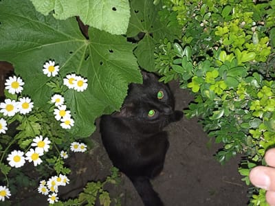 A black cat with bright green eyes is looking up from amongst green foliage and white flowers. The cat is mostly obscured by the leaves, with only its head and a portion of its body visible. The cat's fur is dark and appears to be soft. The eyes are a striking emerald green and seem to glow in the dim light.

The setting is outdoors, with a mix of large, broad green leaves and smaller, dense green bushes. Several small white flowers with yellow centers are scattered throughout the scene, adding pops of color against the dominant green. The ground appears to be a dark, rough texture, possibly soil or gravel. The lighting suggests it might be evening or a shaded area. A human hand is visible in the lower right corner of the frame, partially obscured by greenery.

The overall mood is one of quiet observation, with the cat appearing to be alert and curious. The close-up perspective on the cat's face and the surrounding nature creates an intimate and naturalistic feel. There is no visible text in the image. The location context is Pochaiv, Ukraine.