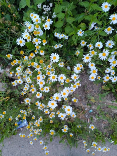 The image shows a close-up, high-angle view of a patch of white daisies with yellow centers growing in a natural setting. The daisies are the primary subject, with many flowers in various stages of bloom, some with wilted petals. They are scattered amongst green foliage and some dry grass, with patches of dark soil and a concrete or asphalt surface visible at the bottom. There are no people, animals, or man-made structures other than the ground surface, suggesting an outdoor, natural environment. The overall scene depicts a cluster of wild daisies.