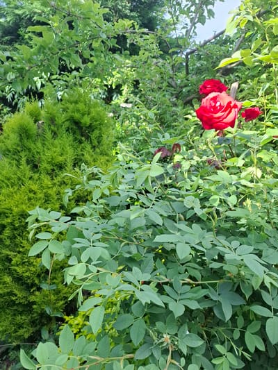 The image shows a garden scene with lush green foliage and bright red roses. In the foreground, a rose bush with multiple large, vibrant red roses and green leaves occupies a significant portion of the frame. The leaves are serrated and a healthy, deep green. Behind the rose bush, a dense, conical evergreen shrub, possibly a thuja or cypress, is visible on the left. Further in the background, there are more trees and plants, creating a layered effect of green. The lighting suggests it is daytime, with sunlight filtering through the leaves and highlighting the roses. The scene is typical of a well-maintained garden. The location is described as Middleton Tyas, United Kingdom. There are no people or animals present in the image.