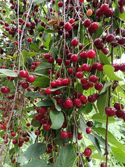 The image displays a dense cluster of ripe cherries hanging from their branches, interspersed with green leaves. The cherries are a deep red, with some lighter red and yellowish variations present. The branches are thin and dark, with some appearing dry and twig-like. The background consists of blurred green foliage, suggesting an outdoor setting within a natural environment. The image is taken from a close-up perspective, emphasizing the details of the cherries and branches. There are no people or animals visible in the image. The scene captures the abundance of fruit on a cherry tree. The location is Oktyabrskoe, Kyrgyzstan.