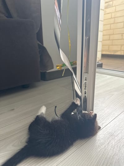 A black and white kitten is playing with a shiny ribbon attached to a door frame. The kitten is lying on its back on a light-colored wooden floor, with its paws reaching up towards the ribbon. The door frame is white and appears to be made of metal. In the background, a dark brown sofa and a brick wall are visible. The scene suggests a domestic setting. The location is not specified in the image or its context.