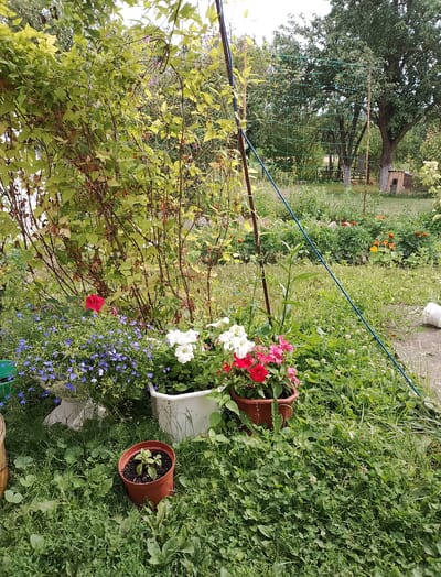 The image depicts a cluttered backyard garden in Hamarnia, Ukraine. In the foreground, several potted plants are arranged on the grass, including petunias in shades of red, pink, and white, and a small seedling in a terracotta pot. Behind the potted plants, a dense shrub with green and brown foliage dominates the left side of the frame. A thin metal pole stands vertically in front of the shrub, supporting a blue string that extends across the scene towards the right. Further back, a green mesh structure is visible, possibly a trellis, with trees and other vegetation behind it. A small wooden shed with a slanted roof is partially visible on the right side of the image, near a larger tree. The overall impression is one of an untidy, lived-in garden.