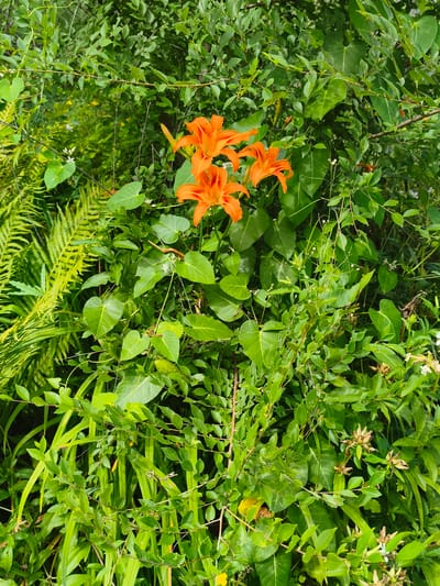 The image depicts a cluster of vibrant orange lilies in full bloom, nestled amongst lush green foliage. The lilies, with their delicate petals, are the focal point of the composition. Surrounding them are various types of leaves, including broad, heart-shaped ones, and feathery fern fronds. The scene appears to be an outdoor garden setting, with sunlight filtering through the dense greenery, creating pockets of light and shadow. There are no people visible in the image. The location is identified as Konstantinovka, Russia.