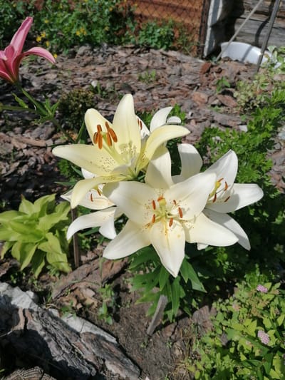 In the village of Mylnikovo, Russia, a close-up, eye-level, outdoor photograph captures a cluster of pale yellow lilies in bloom. The lilies are the central focus, with their delicate petals unfurling and revealing prominent orange stamens. To the left, a single pink lily bud is partially visible, its petals pointed upwards. The flowers are set against a backdrop of dark brown mulch, interspersed with green foliage and glimpses of a wooden fence and structure in the distance. The lighting suggests a sunny day, casting shadows and highlighting the textures of the plants and the ground.