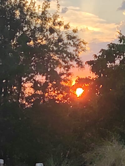 The image captures a serene sunset viewed through the foliage of trees. The sun, a bright orb, peeks through the leaves, casting a warm, golden-orange glow. The sky above is painted with soft hues of orange, pink, and yellow, characteristic of a sunset. Clouds are visible, adding depth and texture to the sky. The foreground is dominated by the dark silhouettes of trees, their leaves creating a natural frame for the sun. The overall mood is tranquil and peaceful. The scene is set outdoors, likely in a natural environment given the presence of trees and the open sky. The time of day is clearly sunset. There is no visible text in the image.