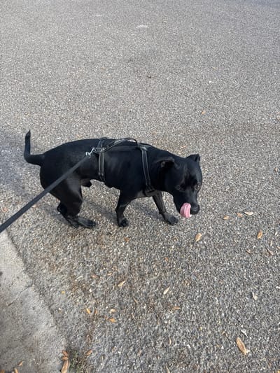 A black, short-haired dog, equipped with a black harness featuring white stitching and a black leash, is observed walking on a textured grey asphalt surface. The dog is in mid-stride, with its tongue extended, appearing to lick its nose. Scattered dry, light-brown leaves are visible on the asphalt. A light grey concrete curb or sidewalk edge is present along the left side of the frame. The scene is outdoors, under direct sunlight, in the city of McAllen, United States of America. No other individuals or objects are discernible in the immediate vicinity.