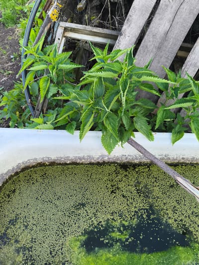 A close-up, high-angle view of the rim and surface of an old, white bathtub, partially filled with murky water covered in dense green duckweed and algae. Several stinging nettle plants with serrated leaves grow from behind the bathtub and trail over its edge, with one stem extending across the water's surface. In the background, there is a pile of weathered wooden planks and debris, with some green grass and dark soil visible. The location is identified as Ilmino, Russia. There are no people or animals visible in the image.