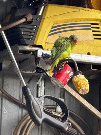 A green parrot perches on a contraption featuring a red soda can, a partially eaten corn cob, and a crushed Tiger beer carton. This assemblage is affixed to a yellow and black machine, possibly a power washer. A gray spray nozzle with a silver wand is in the foreground, angled downward. The background is a weathered gray wall or surface.