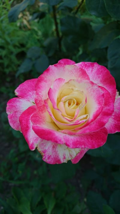 A close-up, vertical shot captures a bi-colored rose in full bloom, its petals transitioning from creamy yellow at the center to vibrant fuchsia pink at the edges. The rose is positioned in the foreground, with soft-focus green foliage forming the background. The lighting is natural, highlighting the texture and delicate color variations of the petals. The image is devoid of any human presence or activity, focusing solely on the natural beauty of the flower. The scene is set outdoors, likely in a garden or park environment. No specific location within Dvirets, Ukraine, is discernible from the image itself.