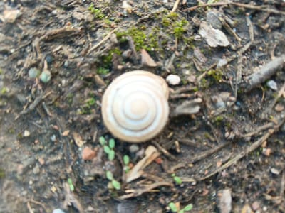 A high-angle, slightly out-of-focus shot shows a snail shell on the ground. The shell is light brown with concentric white rings and is oriented centrally in the image. The ground is composed of dark soil, small pebbles, twigs, and sparse green moss and seedlings. The scene appears to be outdoors in a natural environment, possibly a park or garden. The location is identified as Tolbazy, Russia.