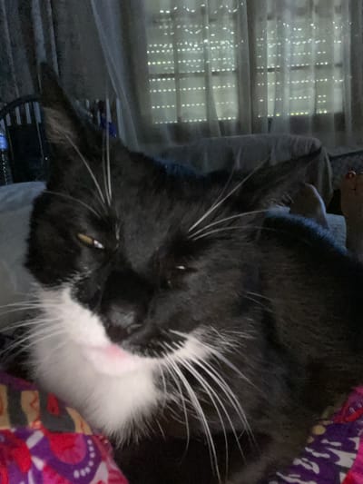 A black and white cat is the main subject of this close-up, low-angle shot. The cat has white fur on its chest, muzzle, and has long white whiskers. Its left eye is partially closed, and its right eye is open and appears yellow. The cat's mouth is slightly open, revealing a pink tongue. The background consists of translucent curtains with horizontal lines, suggesting a window with blinds. The lighting is dim, with light filtering through the curtains. Part of a patterned blanket or fabric is visible in the foreground. The overall scene appears to be indoors, possibly in a domestic setting. There are no identifiable landmarks or features that would place this image in Saint-Quentin, France.