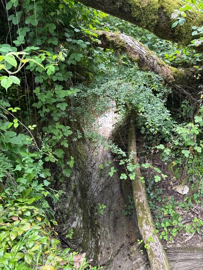 A natural scene depicts a steep, moss-covered rock face partially obscured by dense green foliage and fallen branches. Sunlight filters through the leaves, creating dappled patterns on the rough texture of the rock and soil. The environment suggests an undisturbed outdoor setting, potentially a wooded area or ravine. There are no people or animals present in the image. The visual evidence points to a serene, untouched natural landscape.