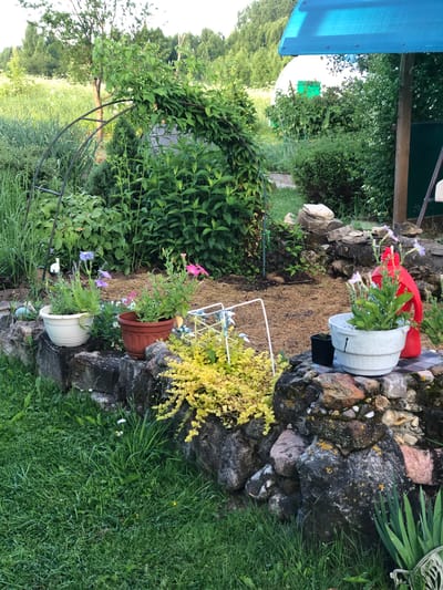 The image depicts a garden scene in Staroe Istomino, Russia. The foreground features a stone wall overgrown with grass and low-lying yellow foliage. Several potted plants are placed on the wall, including one with pink flowers and another with light purple flowers. A large red plastic watering can is positioned behind one of the pots. In the background, a metal archway covered with green vines leads to a lush garden area with various plants and a patch of exposed soil. Beyond the garden, a blue tarp is visible over a structure, with trees and a hill in the far distance. The overall impression is of a well-tended, albeit somewhat wild, garden environment.