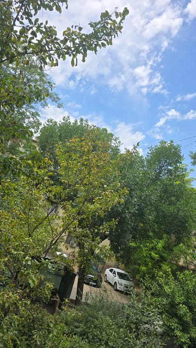 This image captures an outdoor scene in Katta Chilanzar-2 MFY, Uzbekistan, dominated by lush green foliage from various trees. In the foreground, a branch with green and yellowing leaves hangs into the frame from the top left. Behind this, a building with a light-colored facade and windows is partially visible through the dense greenery. Several parked cars are present: a dark-colored car with a license plate reading "687 AGO" is parked on the left, and a white car is parked to its right. The sky above is a vibrant blue, interspersed with scattered white clouds. The overall impression is one of a residential area with ample trees, suggesting a possibly suburban or urban setting with green spaces.