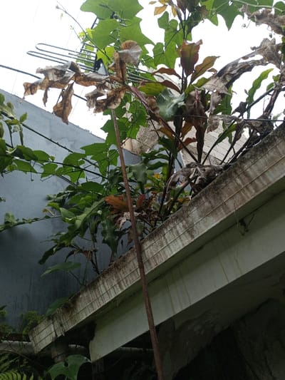 An outdoor, eye-level shot captures a dense tangle of green and brown foliage growing over and around man-made structures, likely in 9-Mile, Papua New Guinea. In the upper left, a metallic, multi-pronged object, resembling a small outdoor television antenna, is partially obscured by vibrant green vines with lobed leaves. Several large, dried, brown leaves are prominently featured in the central foreground, contrasting with the surrounding lush green and reddish-brown foliage.
Behind the vegetation, a plain, light grey wall is visible. In the lower right, a weathered concrete structure, possibly a gutter or the edge of a roof or balcony, extends horizontally. It shows streaks of dirt, staining, and what appears to be moss or algae growth, indicating age and exposure to elements. Below this structure, darker shadows suggest a lower area, with more obscured foliage. A slender, reddish-brown stem or branch extends diagonally from the lower center towards the top.
The sky in the upper portion of the image is bright and uniformly overcast, indicating daytime conditions without direct sunlight. The overall scene depicts nature's vigorous growth coexisting with human infrastructure in a humid, possibly tropical, environment. No human figures or discernible text are present.