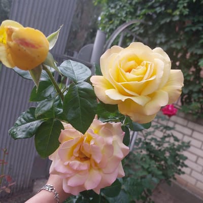 This media file features a close-up, eye-level view of several rose blooms in an outdoor setting. The main subjects are two fully bloomed roses, one predominantly yellow and the other a delicate blend of yellow and pale pink, positioned centrally and to the right of the frame. A third, unopened bud with reddish-pink streaks is visible in the lower left corner. The roses are adorned with lush, dark green leaves.
In the background, a blurred mix of greenery suggests a garden or natural environment. A brick wall with horizontal mortar lines is visible in the upper right quadrant, and a metallic railing or fence element is present on the left. The lighting appears soft and diffused, suggesting either early morning, late afternoon, or an overcast day. The overall mood is serene and natural, highlighting the beauty of the flowers.
A human hand wearing a silver bracelet is partially visible on the right side, gently supporting one of the rose blooms. This detail hints at someone tending to or admiring the flowers. No visible text is present in the image. The location context is identified as Skadovsk, Ukraine. The image captures a moment of natural beauty and gentle human interaction with flora.