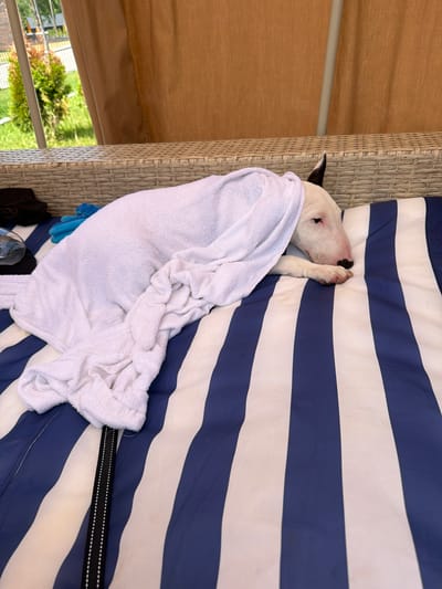 A white Bull Terrier with black markings on its ear is sleeping on a striped blue and white cushion. The dog is partially covered by a white towel. The dog is lying on its side with its head resting on its paws. The background shows a woven rattan furniture piece, a tan curtain, and greenery outside. The scene appears to be outdoors, possibly on a patio or deck. The specific location in Morozovo, Russia is not discernible from the image.