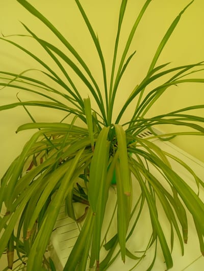 An indoor spider plant sits in a bright green plastic pot on a white surface, possibly a radiator cover. The plant has long, arching green leaves that fan out from the center. The background is a pale yellow wall. No people are present. The image appears to be taken indoors, potentially in a residential setting. The location in Ararat, Armenia is not discernible from the image itself.
