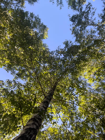 A low-angle shot looks up through the canopy of a mature birch tree, its white and black bark clearly visible. The tree is surrounded by other trees with green foliage, creating a dense crown that frames a clear blue sky. The sunlight filters through the leaves, casting a dappled pattern of light and shadow. The image appears to have been taken in a natural setting, possibly a park or forest within the city of Kiselyovsk, Russia, given the distinctive bark of the birch tree. There are no people or animals visible in the frame, and the scene is static, focusing solely on the natural environment.