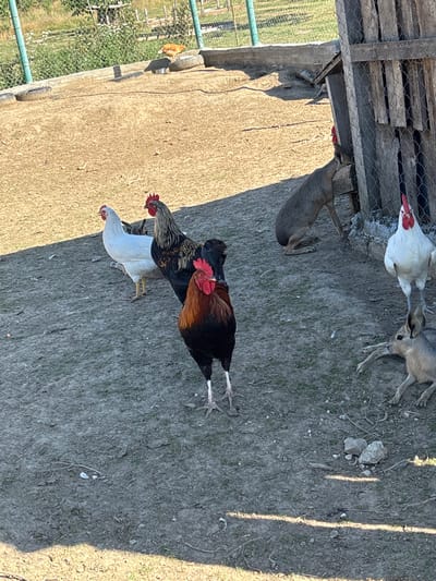 The image depicts a rural outdoor scene in Dabnitsa, Bulgaria. The primary subjects are several chickens and two small deer. The chickens are of various breeds, including a white hen with a red comb and wattle, a black rooster with metallic plumage, and a white hen with yellow legs. One rooster has a brown and black patterned body with a red comb. The deer appear to be young and are grazing or resting in the dirt.
The setting is an enclosure or pen, suggested by the presence of a wooden fence with wire mesh and some loose wooden planks. The ground is predominantly dirt with sparse dry grass and small stones. In the background, a chain-link fence and green foliage indicate a yard or field. A few old tires are stacked near the fence.
The activity seems to be casual, with the animals existing in their environment. The lighting suggests it is daytime, likely late morning or afternoon, with clear weather. The sun casts distinct shadows from the fence posts onto the ground. No people are visible, and the overall mood is peaceful and natural. There is no visible text in the image.