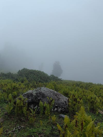 This image depicts a misty mountain landscape in Dhundi, India. In the foreground, a large, moss-covered boulder rests amidst a dense field of vibrant green ferns. The ferns extend towards the middle ground, where they transition into a thicket of lush green bushes. In the background, a solitary tree stands silhouetted against the thick fog that obscures the horizon. The sky is overcast and a pale, hazy gray, contributing to the serene and ethereal atmosphere of the scene.