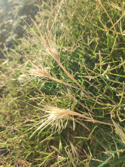 A close-up, low-angle shot captures the intricate details of dry grass stalks interspersed with vibrant green blades of grass. The dry stalks, some appearing brittle and pointed, are a pale golden-brown color, creating a stark contrast against the lush green. The green grass appears healthy and well-maintained, suggesting it is part of a lawn or a cultivated area. The lighting indicates it may be late afternoon or early morning, with sunlight casting a warm glow and creating subtle shadows. The background is softly blurred, drawing the viewer's attention to the textures and forms of the foreground vegetation. This scene is situated in the city of Ledrada, Spain, suggesting a natural or park-like setting within the urban landscape. There are no people or visible signs of human activity in the image, focusing solely on the botanical elements.