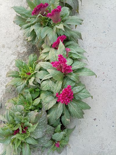 A high-angle, full shot captures a row of celosia flowers, characterized by their vibrant magenta, crested blooms, growing along a concrete border in a city setting. The celosia plants, with their lush green, textured leaves, are positioned to the left of the frame, with their blooms extending upwards and outwards. The concrete surface on the right side of the image is textured with small pebbles and shows signs of wear and tear, with visible cracks. The scene is illuminated by natural light, casting soft shadows. The image does not depict any people or animals.