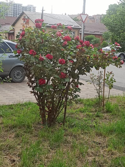 The image depicts a street scene with a prominent rose bush in the foreground, its branches laden with vibrant red roses. The bush is situated on a patch of grass bordering a paved walkway. Beyond the walkway, a light-colored vehicle is partially visible, with its wheel resting on the walkway. In the background, residential buildings with tiled roofs are visible, some appearing to be older houses and others more modern apartment-style structures. A triangular road sign with a white background and red border is also present. The lighting suggests it is daytime, and the overcast sky implies cloudy weather. The overall setting appears to be a residential street in Atabe, Georgia. There is no visible text in the image.