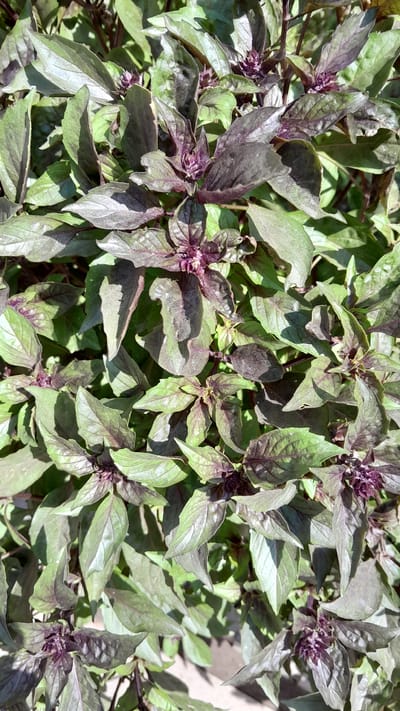 This is a close-up, overhead, forensic photograph of a healthy, mature plant. The plant has numerous dark green leaves with purple veins, arranged in opposing pairs. Several clusters of small, dark purple buds are visible, suggesting the plant is in bloom. The leaves are broad and oval-shaped, with slightly serrated edges. The overall texture of the foliage appears slightly rough. The plant is growing outdoors, as indicated by the sunlight casting shadows and the suggestion of soil or a ground surface at the bottom of the frame. There are no people or animals visible in the image. This plant is located in the city of Denov, Uzbekistan.
