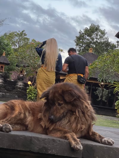 In Dawan, Indonesia, a fluffy brown dog lies on a stone ledge in the foreground of the image. Behind the dog, a woman with long blonde hair is seen from the back, wearing a dark blue jacket and a yellow sarong. She is looking upwards and shielding her eyes with her hand. Beside her, a man is also seen from the back, wearing a black t-shirt, a red necklace, and a yellow sarong. He has a black fanny pack slung across his chest. They appear to be in a temple complex, with traditional Balinese architecture visible in the background, including stone structures, carved details, and tiered roofs. Lush green trees and foliage surround the area, and the sky is overcast with clouds. A small yellow lantern is visible hanging from a tree branch. The overall lighting suggests it might be late afternoon or early evening.