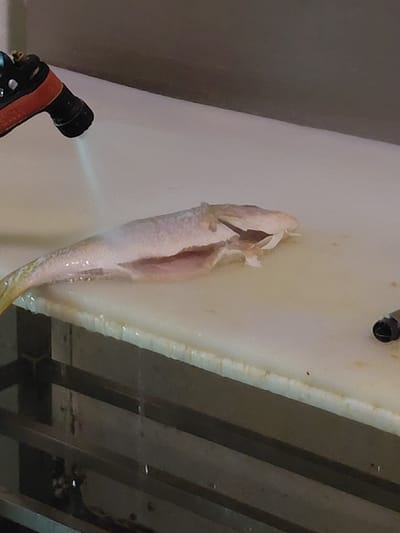 In an indoor commercial food preparation area in Cutler Bay, United States of America, a light-colored, gutted fish is undergoing a rinsing process. The fish, appearing pale and elongated with its abdominal cavity opened and cleaned, rests horizontally on a white synthetic cutting board or counter surface. From the upper left, a black and orange handheld spray nozzle emits a stream of water directly onto the fish and the cutting surface. Water droplets are visible on the fish and the board, and a continuous trickle of water drips from the front edge of the cutting surface. A dark, indistinct wall forms the upper background, while beneath the cutting surface, a multi-tiered metal shelving unit or frame is partially visible. A small, dark, cylindrical object is present on the far right of the cutting surface.
