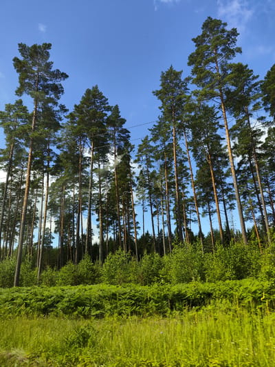The image depicts a dense pine forest bordering a grassy area under a clear blue sky with scattered clouds. Tall pine trees with slender, straight trunks dominate the scene, their green canopies reaching towards the sky. A layer of shorter green trees and lush fern growth forms the understory. The foreground is a field of vibrant green grass, some of which appears blurred, suggesting movement. Power lines are visible strung between some of the taller trees. The location is identified as Lapsiņas, Latvia. There are no people or animals visible in the image. The environment is natural and forested.