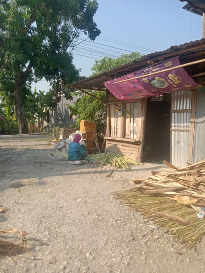 In the city of Stiaji, Indonesia, an outdoor scene depicts a woman, dressed in a blue shirt and a patterned skirt, seated on a mat, engaged in the process of preparing what appears to be dried plant material. She is positioned on a gravel-covered ground, near a small, rustic wooden structure with a corrugated metal roof. To the right of the structure, a pile of dry, straw-like plant stalks is visible. The structure itself has wooden plank walls and a wide opening on the right side, suggesting it may be a shop or a shelter. A large, purple tarp, possibly advertising something with images of cats, is draped over the front of the roof. In the background, lush green trees and banana plants are abundant, indicating a tropical or subtropical environment. The sky above is clear and blue, suggesting it is a sunny day. Electrical wires are strung across the sky, a common sight in populated areas. The overall impression is of a rural or semi-rural setting, focused on agricultural activities or local commerce.