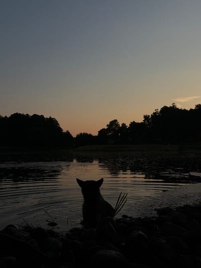 The image depicts a serene waterscape at dusk, with a silhouette of a dog standing in shallow water near the shore. The dog is facing away from the camera, towards the lake. The water's surface is disturbed by ripples, suggesting gentle movement. In the background, a dense line of trees forms a dark silhouette against a gradient sky transitioning from a pale orange hue near the horizon to a deep blue overhead. The shore in the foreground is lined with dark, indistinct rocks. The overall mood is tranquil and atmospheric, characteristic of a rural setting during twilight. The location, Падлабенскі сельскі Савет, Belarus, suggests a natural, possibly undeveloped area.