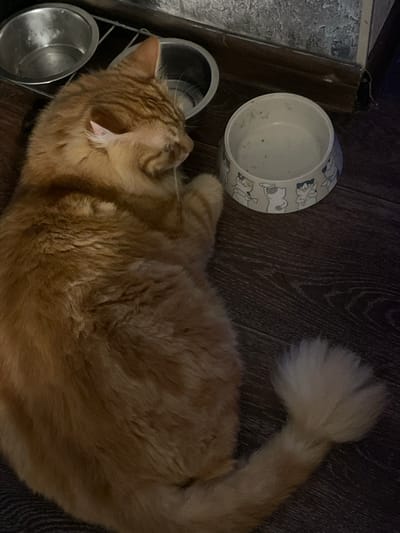 An orange cat is lying on a dark wooden floor near two pet bowls. One bowl is silver and the other is white with a pattern of cartoon cats around its base. The cat is curled up with its eyes closed, and its tail is curled over its back. The background shows a dark wall with a textured pattern. The scene is indoors, likely in a residential setting, and there is no indication of the specific location within Noyabrsk, Russia.