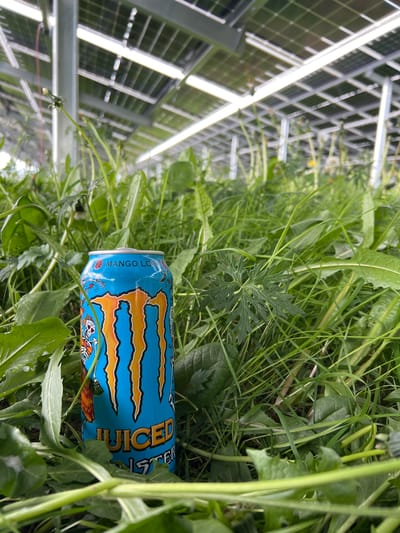 The image depicts an open-top aluminum can of "Monster Juiced Mango Loco" energy drink lying in a patch of green grass and various weeds. The can is primarily blue with orange claw mark designs. The background reveals a grid-like structure, potentially a metal frame or scaffolding, possibly part of a greenhouse or other agricultural setup. The location provided, Grange Ville, Ireland, cannot be confirmed from the image alone. No people, specific interactions, or further environmental details are discernible.