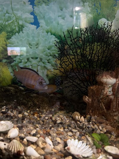 A close-up, high-angle shot captures the interior of an aquarium. The foreground is dominated by a gravel substrate of various colors and sizes, interspersed with small shells and a few green aquatic plants. To the left, a large, artificial white coral structure fills much of the background, its intricate texture creating a soft, blurry contrast with the sharper details of the foreground. Emerging from behind the coral, a black, tree-like aquarium decoration with many thin branches adds a dark, delicate element to the composition.
Two cichlid fish are the primary subjects. One fish, positioned in the center of the frame and facing right, is a light reddish-brown with darker banding along its dorsal fin and a faint dark stripe running through its eye. Its scales are visible, reflecting the light. Behind it, another fish of similar coloration is partially visible. The water appears clear, and the lighting suggests an indoor setting, typical for an aquarium. The overall scene is tranquil, focusing on the underwater environment and its inhabitants. The image is a still photograph with no discernible text.
