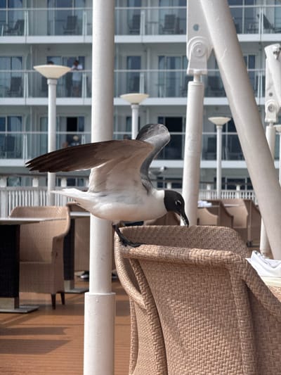 The image displays a Laughing Gull (Leucophaeus atricilla) in an advanced stage of perching or preparing for flight, positioned on the light brown woven armrest of an outdoor wicker armchair. Its white body, black head, and grey wings with dark primary feathers are clearly visible, with its beak pointed downwards. A thick white vertical pole stands directly behind the gull. The background features a large white multi-deck cruise ship with numerous balconies and windows, some revealing indistinct human figures. Other light brown wicker chairs and tables are visible on the deck, which appears to be composed of light brown planks. Several white structural supports and light fixtures are also present. The scene is illuminated by strong daylight. This setting is consistent with an outdoor deck area at the cruise ship terminal in Nassau, Bahamas, offering a direct view of a docked vessel.