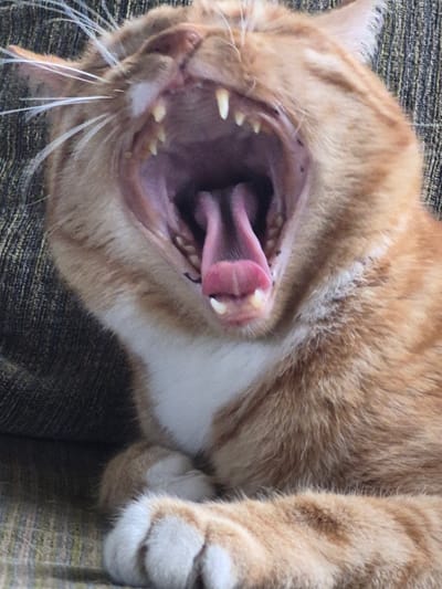 An orange tabby cat is captured mid-yawn, its mouth stretched wide open to reveal its pink tongue, sharp teeth, and the dark interior of its throat. The cat's fur is a mix of ginger and white, with distinct stripes visible on its face and body. Its whiskers are prominent and spread outwards. The cat is resting on a textured surface, possibly a sofa or cushion, which appears to be a muted green or brown color. The background is largely out of focus, hinting at an indoor environment. The image is a close-up shot, focusing entirely on the cat's face and upper body. There is no indication of the city of Sooblase, Estonia, or any other specific location in this image.
