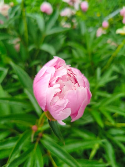 In the city of Munayka, Russia, a close-up, vertical shot captures a partially bloomed pink peony flower set against a background of lush green foliage. The flower is the primary subject, with its delicate pink petals unfurling, revealing lighter pink and white hues within. The surrounding leaves are a vibrant green, providing a soft, blurred backdrop that emphasizes the peony's intricate details. The lighting suggests an outdoor, daytime setting. There are no people or other prominent objects in the frame.