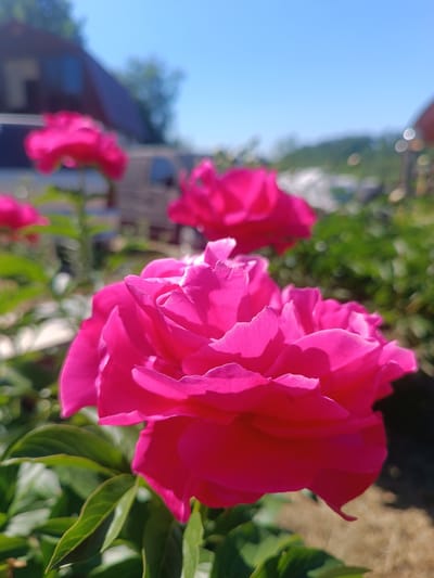 The image captures a close-up, shallow depth-of-field photograph of a vibrant fuchsia-pink flower, prominently in focus in the foreground, primarily occupying the lower right and center of the frame. The flower exhibits numerous layered petals, displaying distinct folds and shadows, indicating bright directional sunlight from the upper right. Several dark green leaves are visible beneath and partially surrounding the primary flower, also in focus.
The background is significantly out of focus, creating a soft bokeh effect. In the midground, multiple other blurred pink flowers, consistent in appearance with the foreground subject, are visible to the left and right, suggesting a larger plant or garden setting. To the left of the frame, a blurred building with a dark, gabled roof and a darker facade is discernible, appearing to be a house or similar structure. Further indistinct blurred green foliage and architectural elements are visible towards the right midground. The upper portion of the background consists of a clear, light blue sky without any visible clouds. Distant blurred green shapes, possibly trees or hills, are also present against the sky. The scene depicts an outdoor environment under bright sunlight. No individuals or animals are present in the image. This scene is located in Motyakovo, Russia.