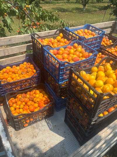 A vertical, high-angle shot captures a collection of harvested apricots in plastic crates, situated within a wooden cart. The apricots, predominantly orange and yellow, are piled high in multiple crates, some of which are stacked. These crates are a mix of black and blue plastic. In the background, an apricot tree is visible, laden with more fruit, its branches extending towards the crates. The ground beneath the cart appears to be a textured, metallic surface, with shadows cast by the sun. The overall setting suggests an outdoor orchard or farm location. The image is dated July 2023, and the location is identified as Iskra, Bulgaria.