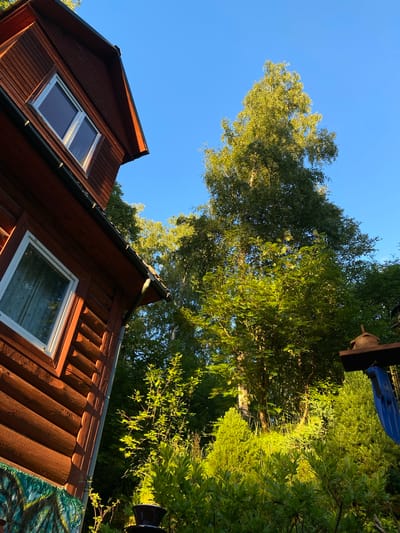The image depicts a wooden house in Voeikovo, Russia, seen from a low-angle perspective. The house, with its brown, log-style construction, features visible windows. A prominent birch tree with bright green foliage stands tall against a clear blue sky, illuminated by the sun. Dense green bushes and smaller trees surround the base of the house and the birch tree, creating a lush, natural setting. The sunlight casts a warm glow on the vegetation and the side of the house. Part of what appears to be a decorative element or structure is visible in the lower right corner, with a blue object attached.